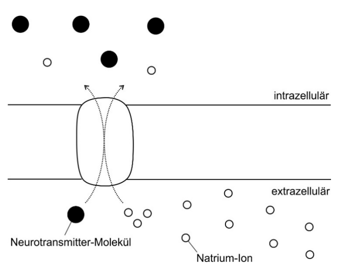 Schematische Zellmembran mit Ionenkanal, Neurotransmitter-Molekül und Natrium-Ionen, intra- und extrazellulär
